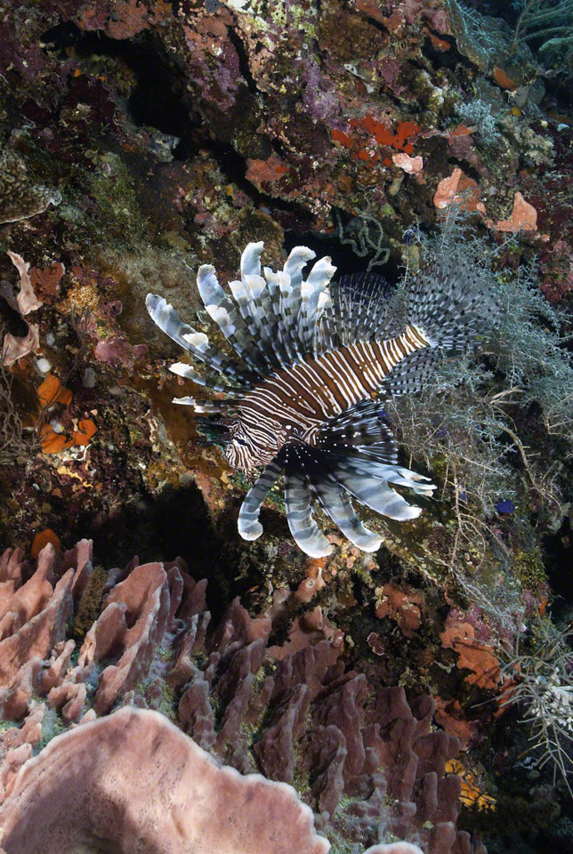 Common-Lionfish.jpg