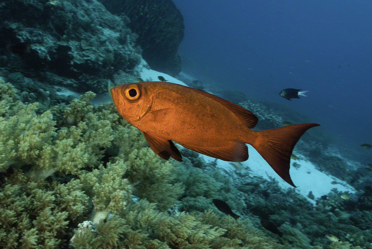 Crescent-tail-Bigeye.jpg