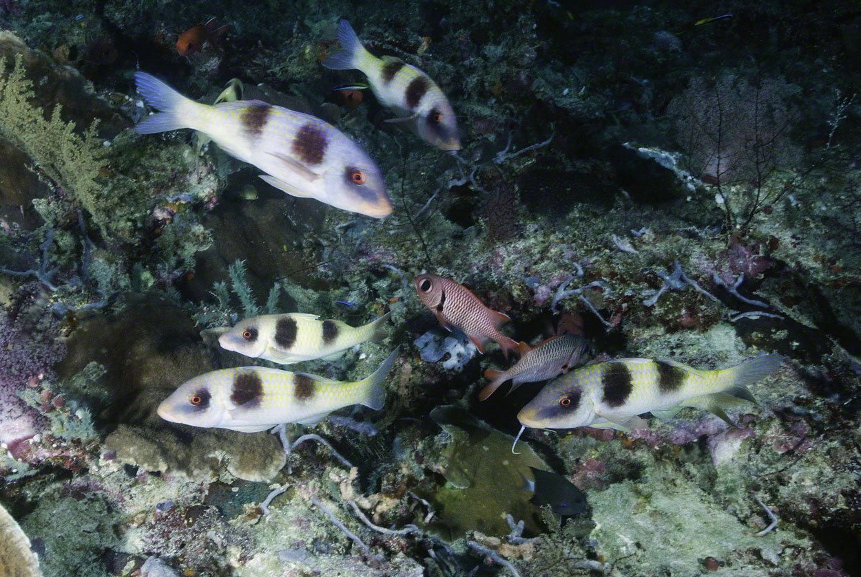 Doublebar-Goatfish-and-Splendid-Soldierfish.jpg