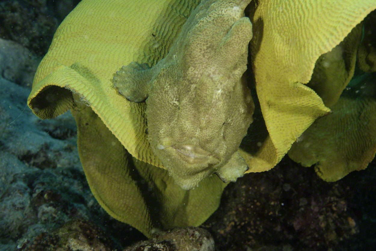 Giant-Frogfish.jpg