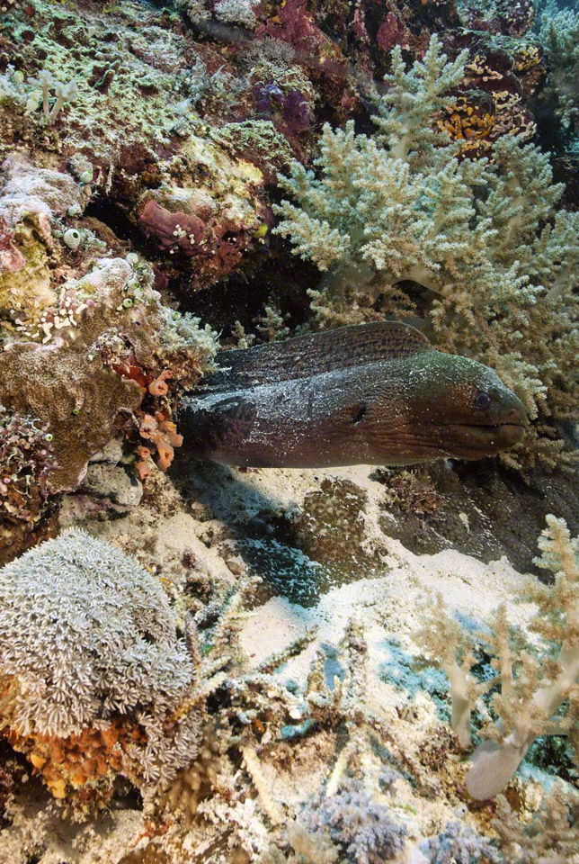 Giant-Moray.jpg