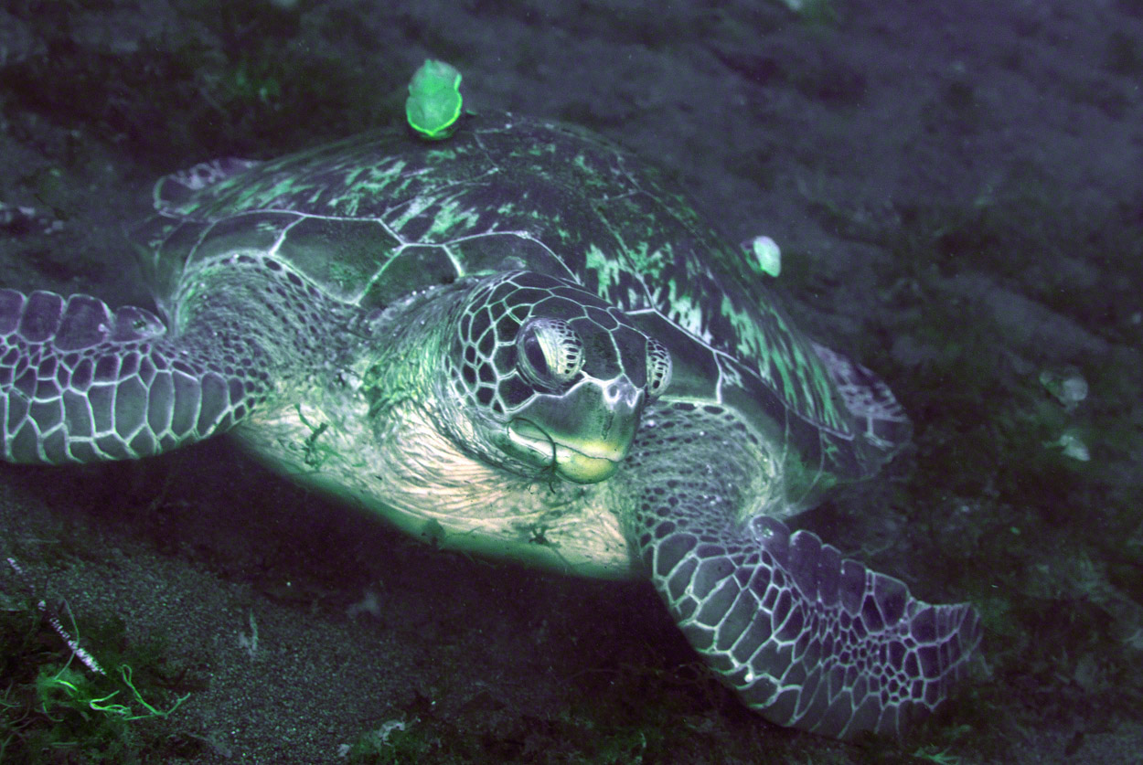 Green-Turtle-2.jpg