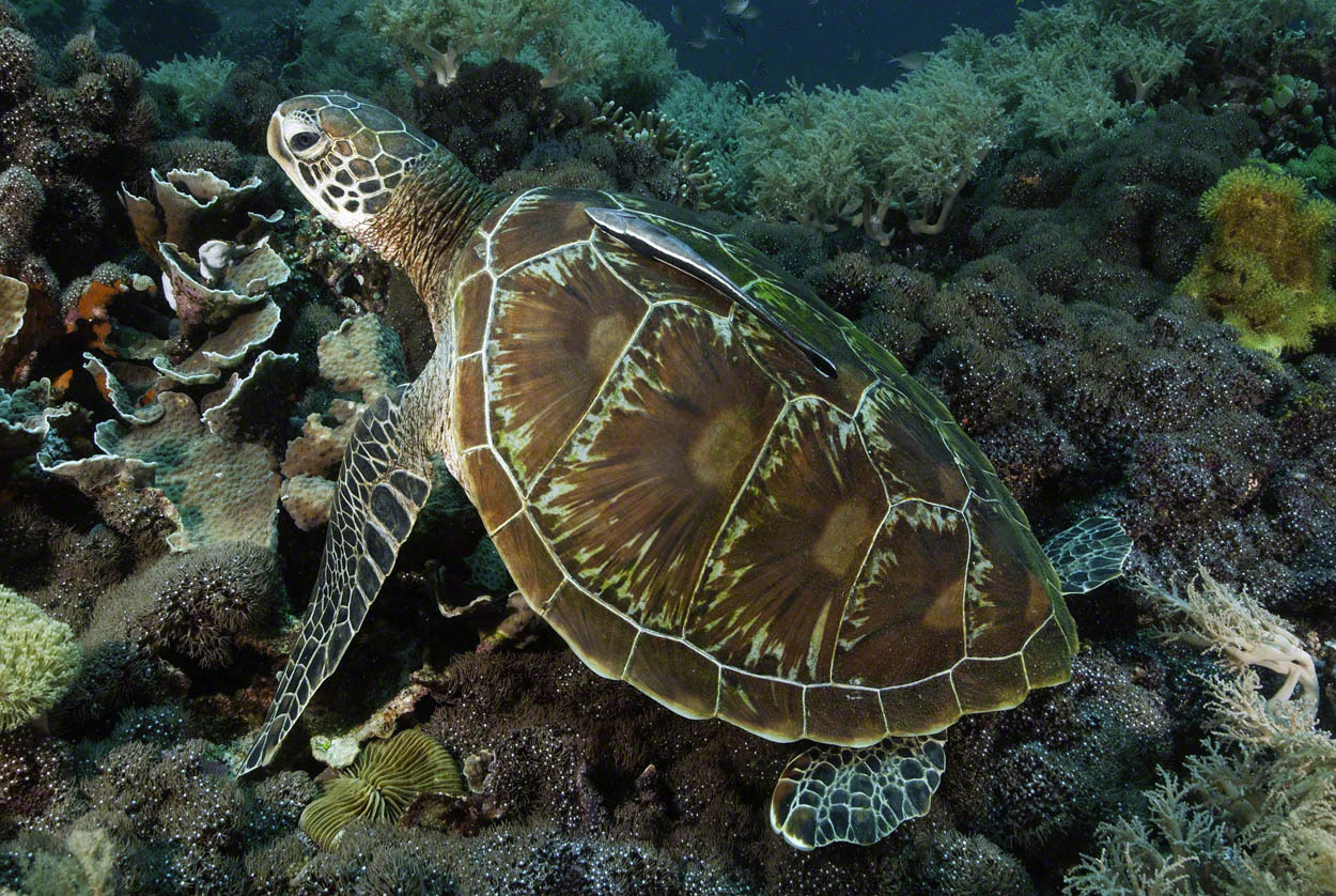 Green-Turtle-5.jpg