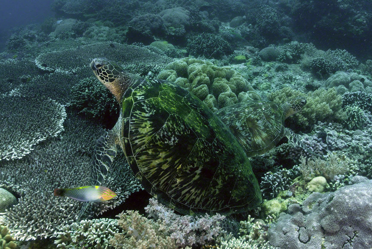 Green-Turtles-and-Checkerboard-Wrasse-at-Apo-Island.jpg