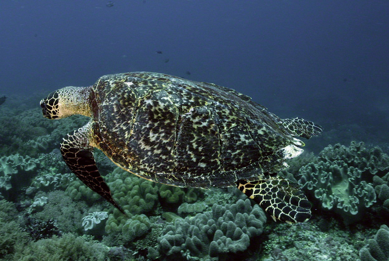 Hawksbill-Turtle.jpg