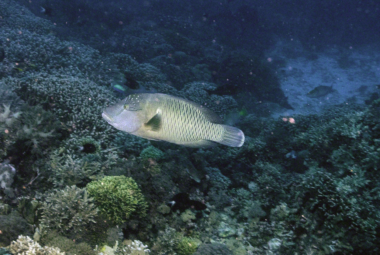 Humphead-Wrasse-Intermediate-Phase-1.jpg