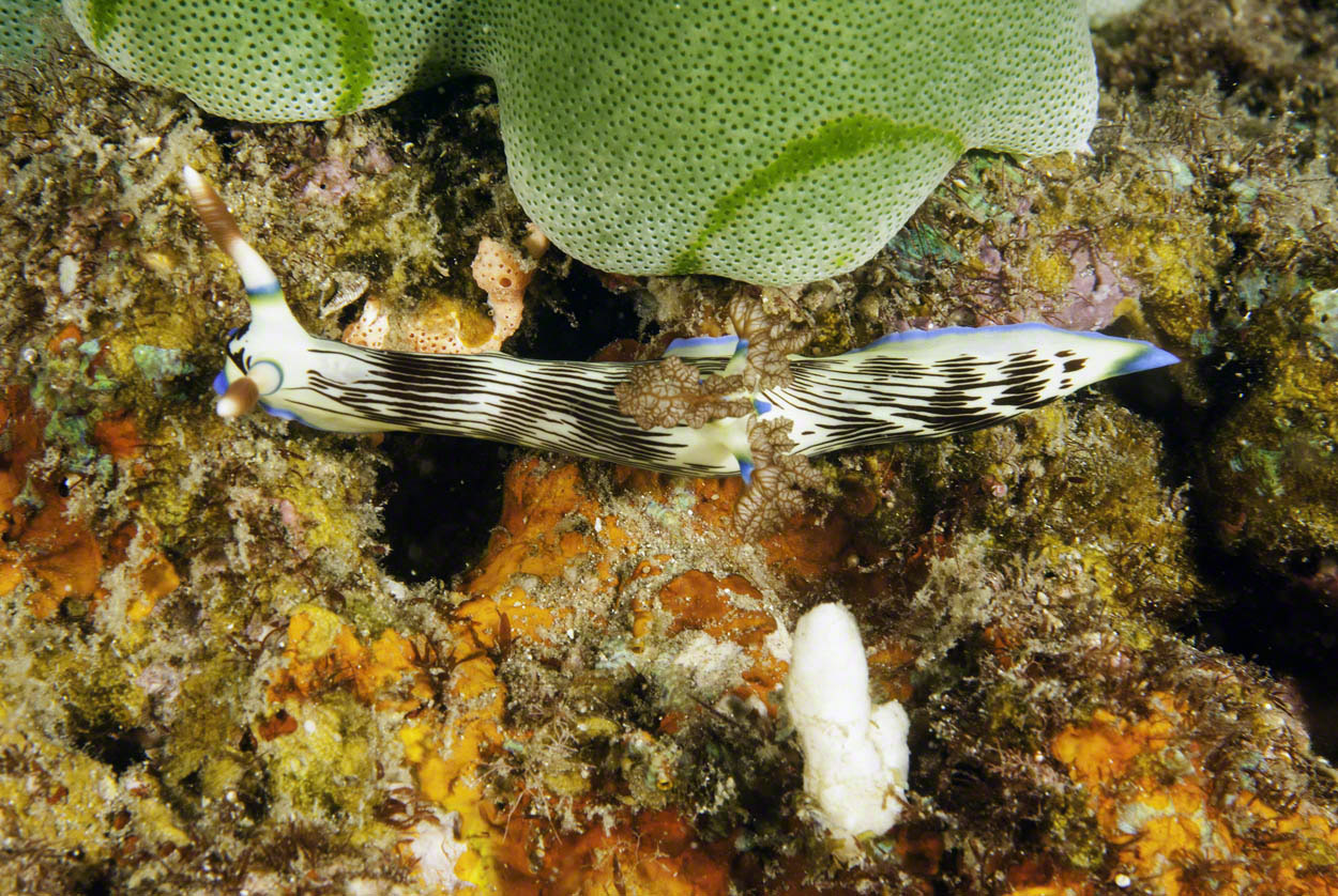 Lined-Nembrotha.jpg