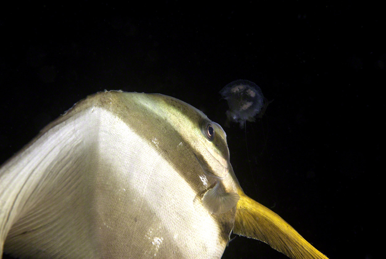 Longfin-Spadefish-eats-jelly.jpg