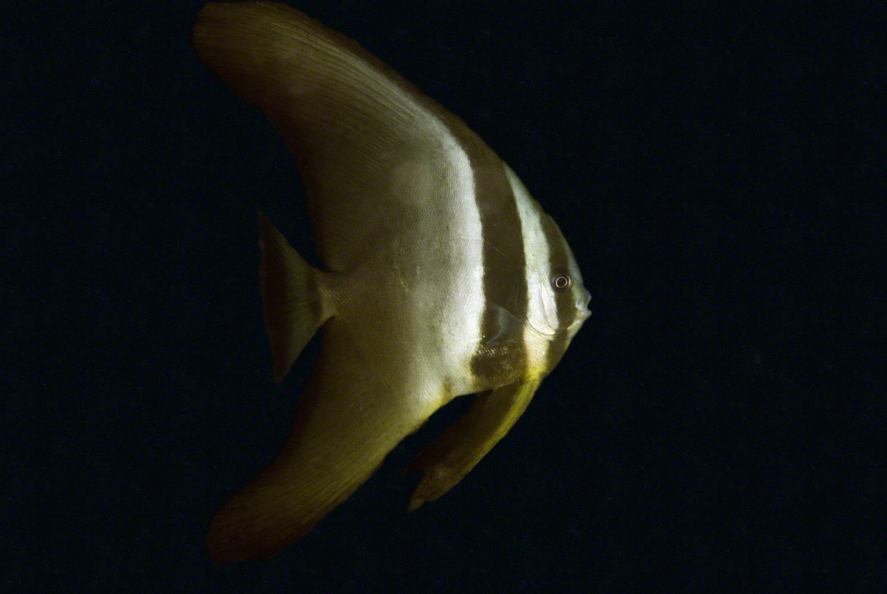 Longfin-Spadefish.jpg