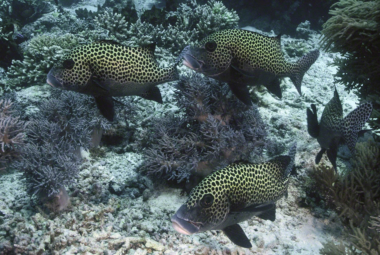 Many-Spotted-Sweetlips-1.jpg