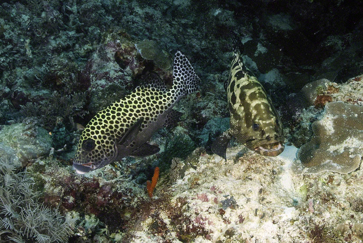 Many-Spotted-Sweetlips-and-Blacksaddle-Grouper.jpg