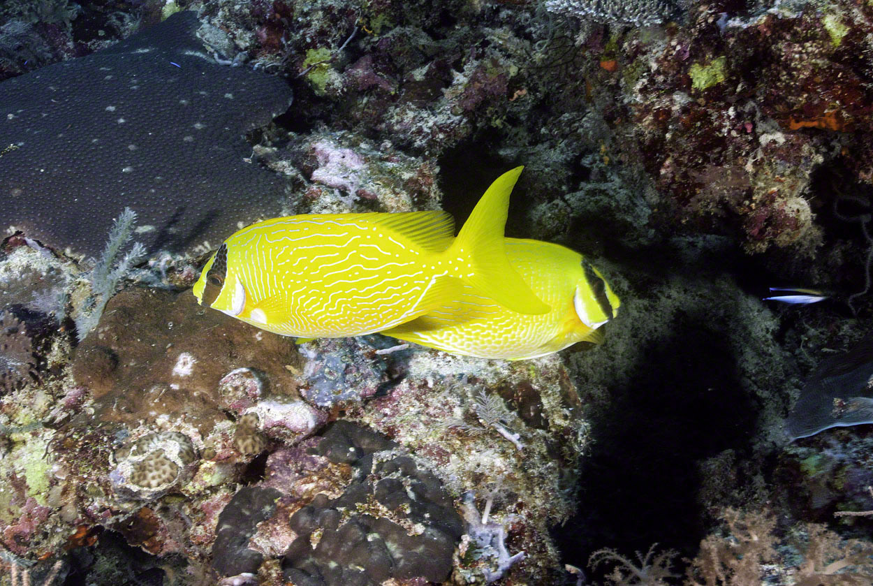 Masked-Rabbitfish.jpg