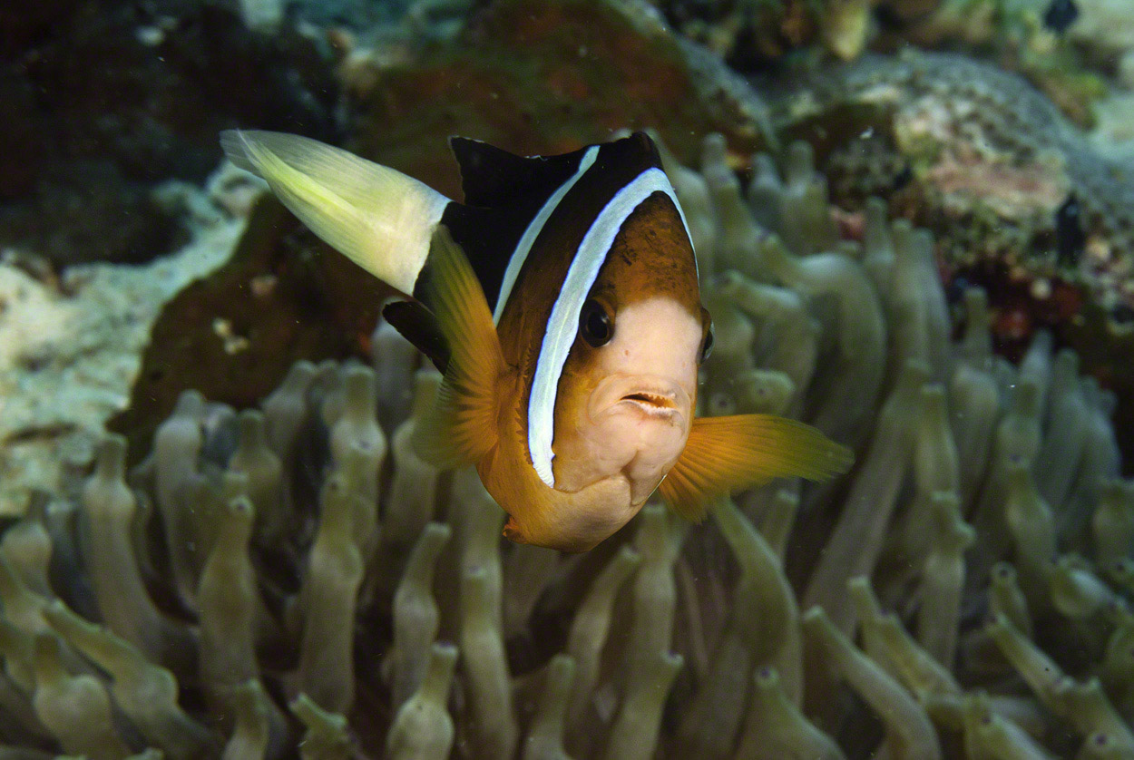 Orangefin-Anemonefish.jpg