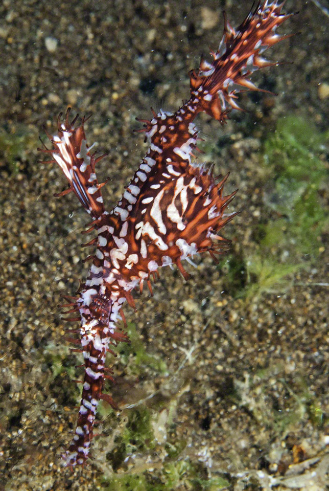 Ornate-Ghost-Pipefish-1.jpg