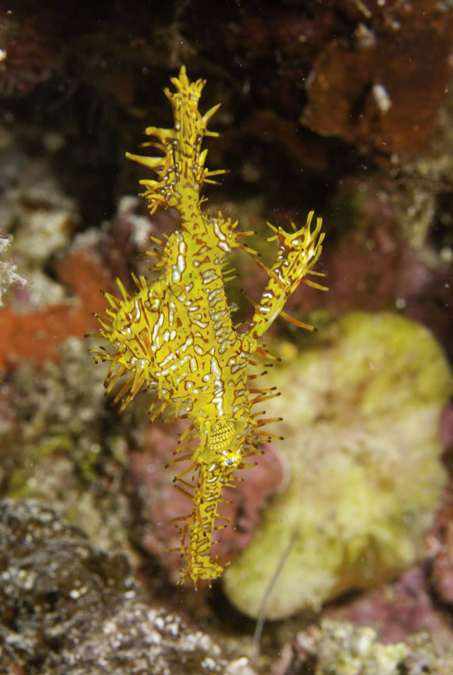 Ornate-Ghost-Pipefish-1P.jpg