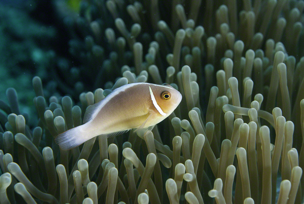 Pink-Anemonefish.jpg