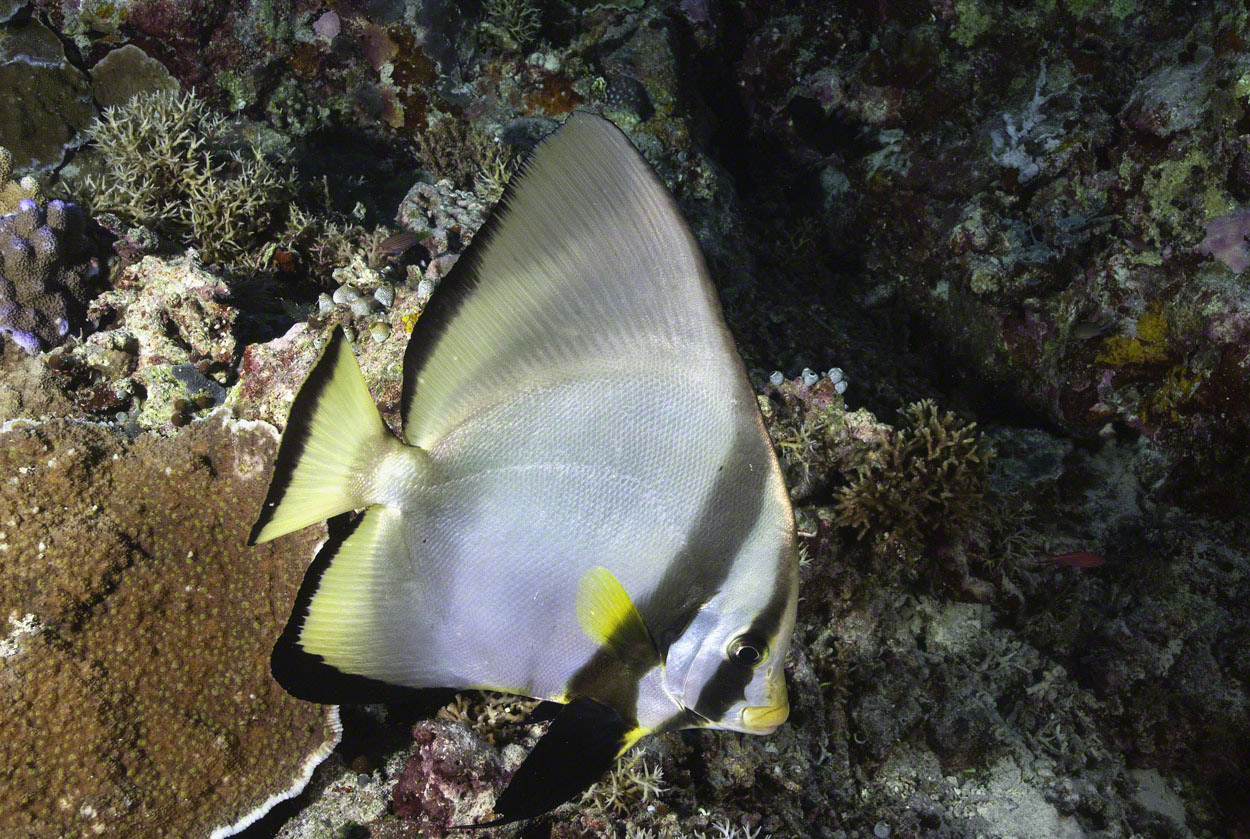 Pinnate-Spadefish-1.jpg