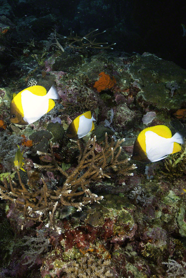 Pyramid-Butterflyfish.jpg