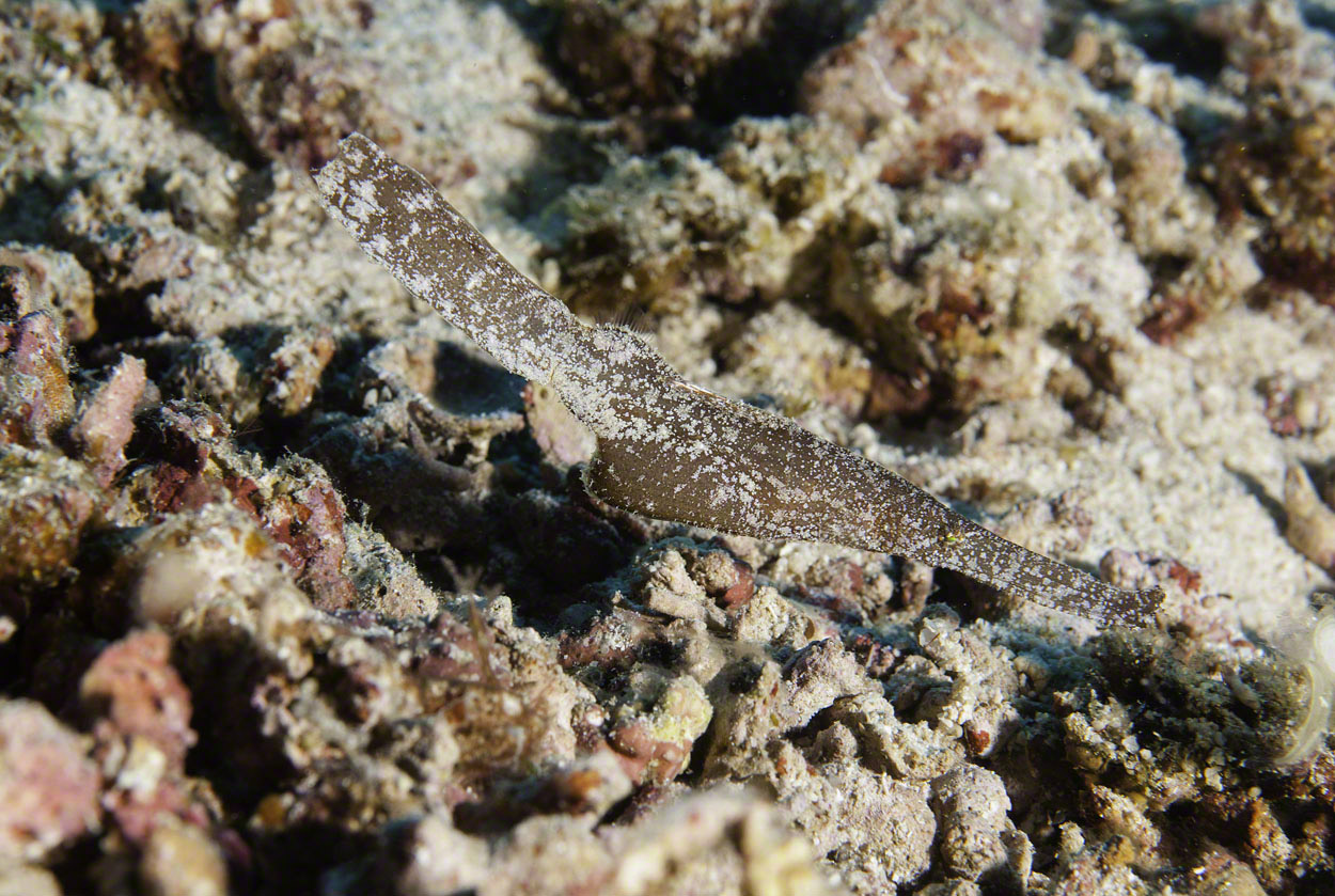 Robust-Ghost-Pipefish.jpg