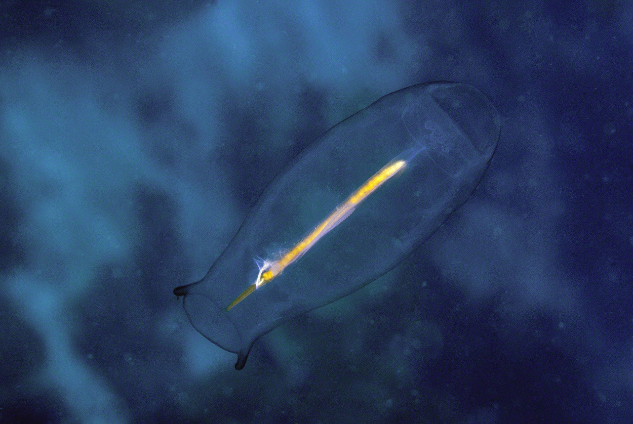 Salp.jpg