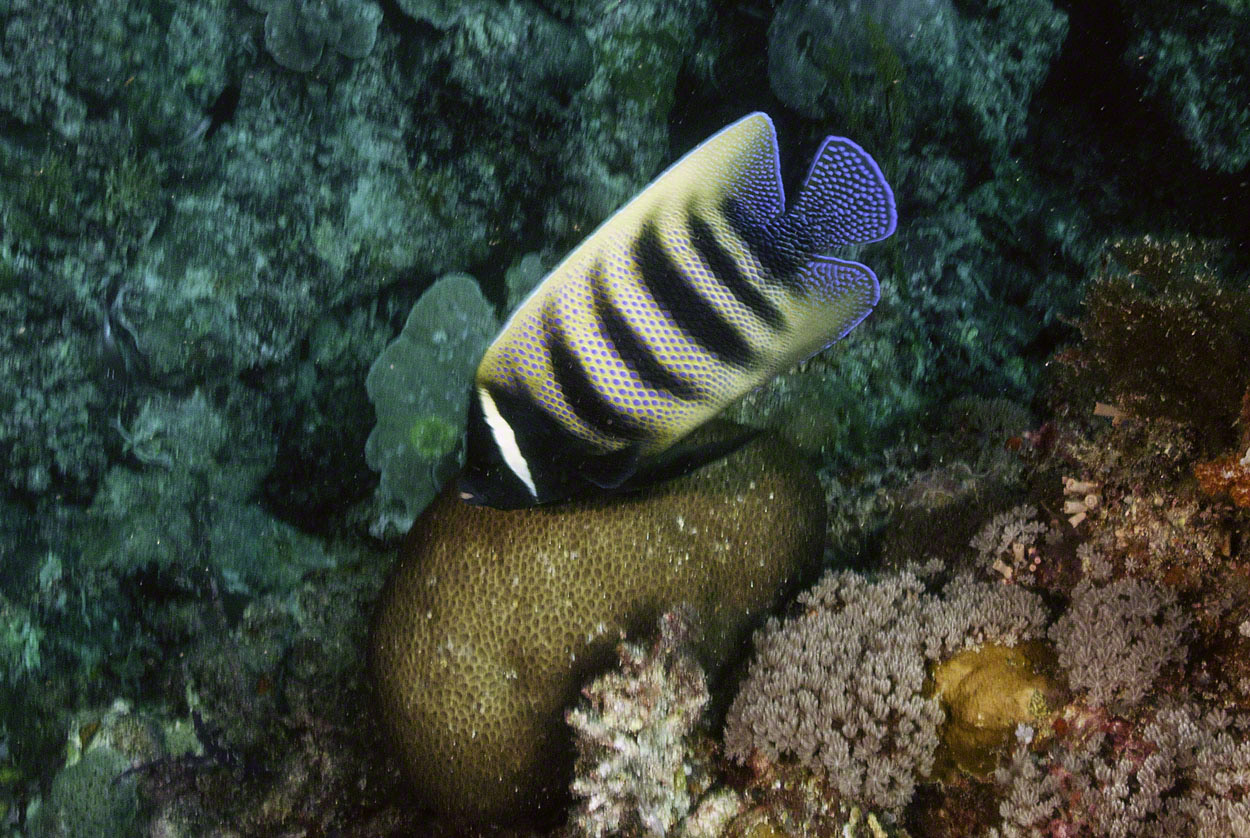 Six-Banded-Angelfish.jpg