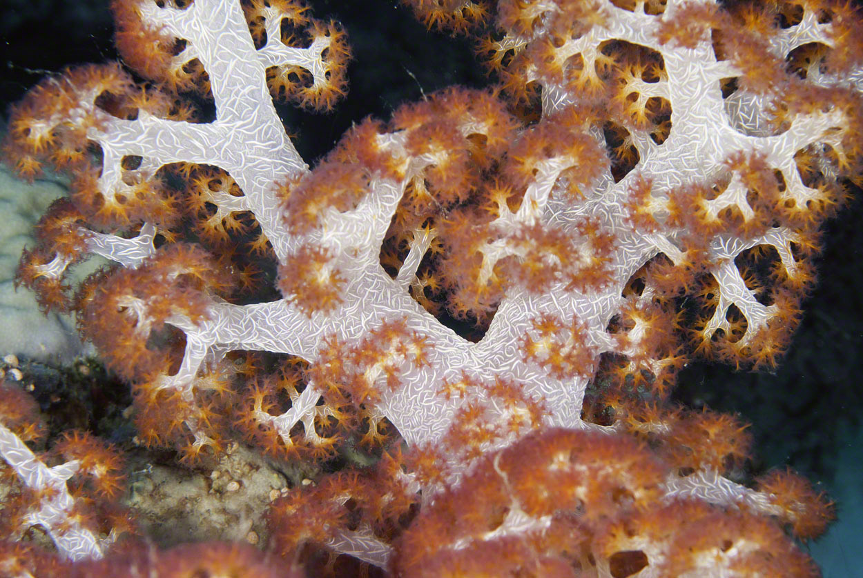 Soft-Coral.jpg