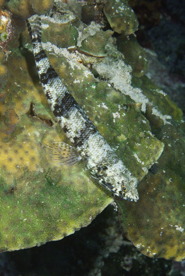 Two-spot-Lizardfish.jpg