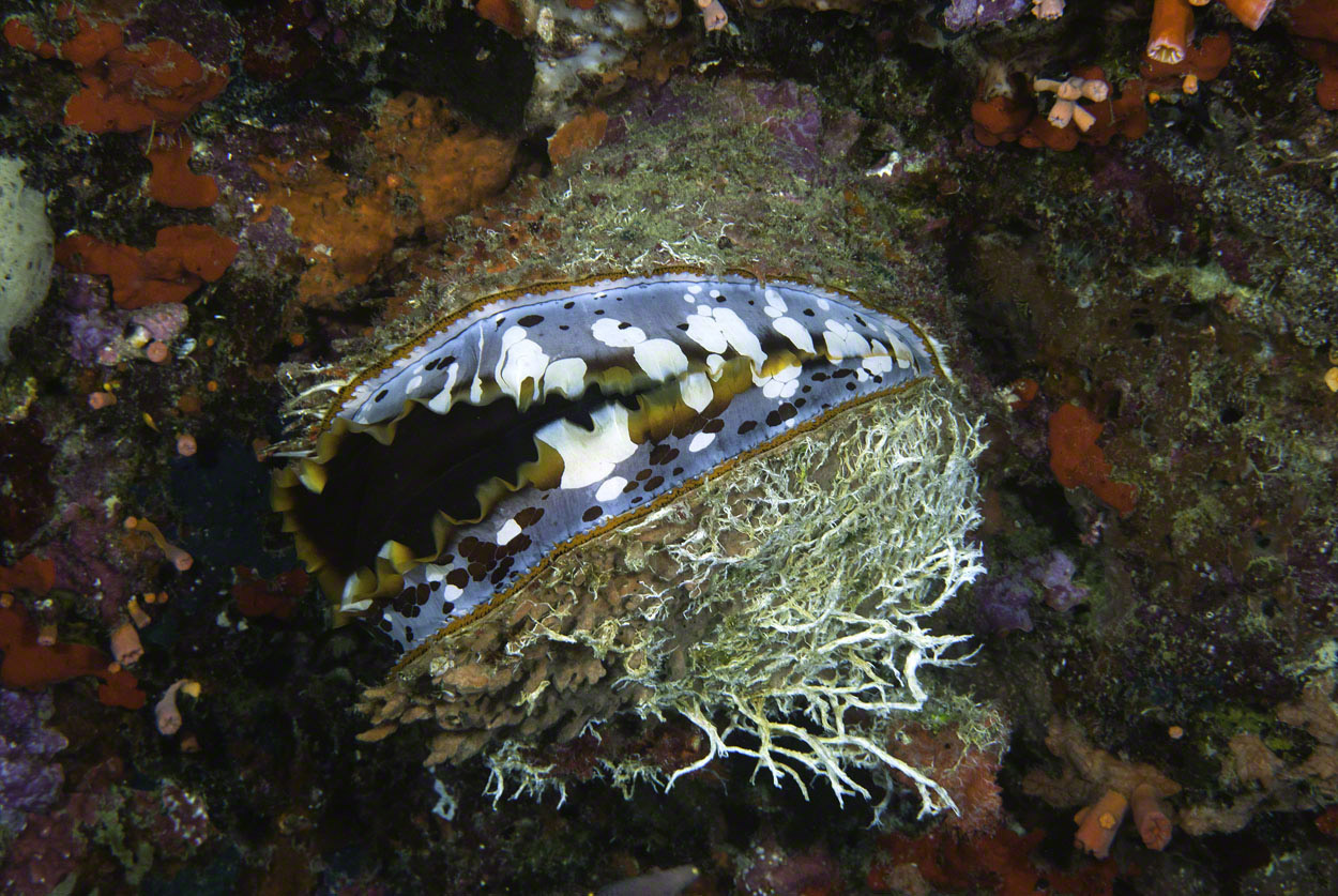 Variable-Thorny-Oyster.jpg