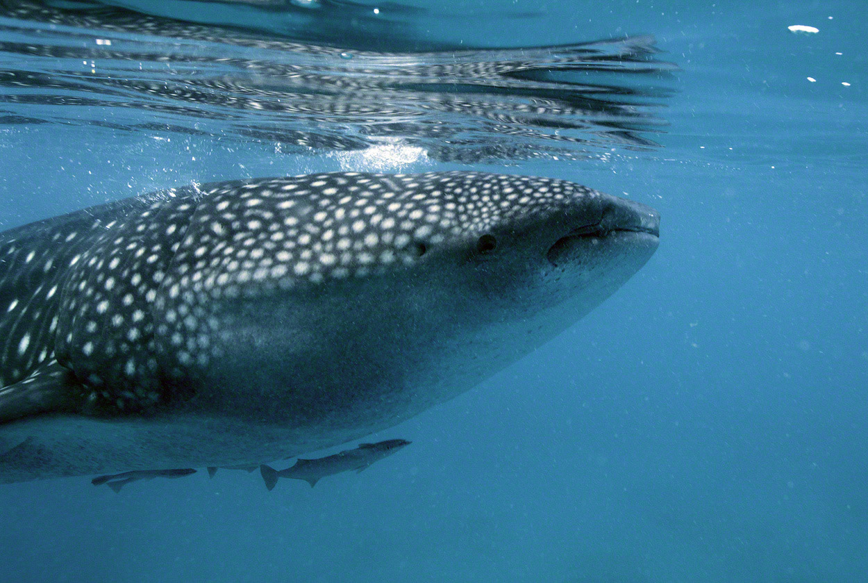 Whale-Shark-1.jpg