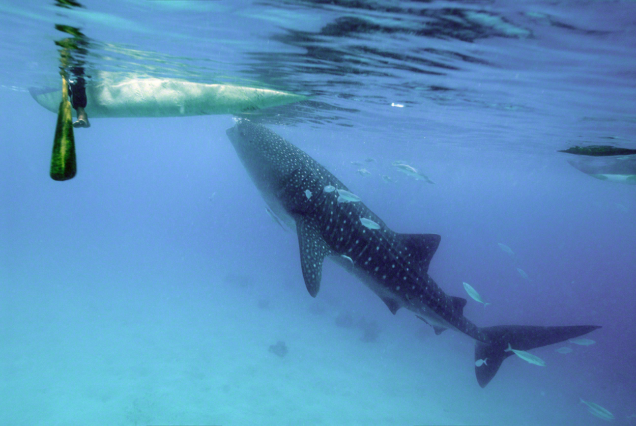 Whale-Shark-3.jpg