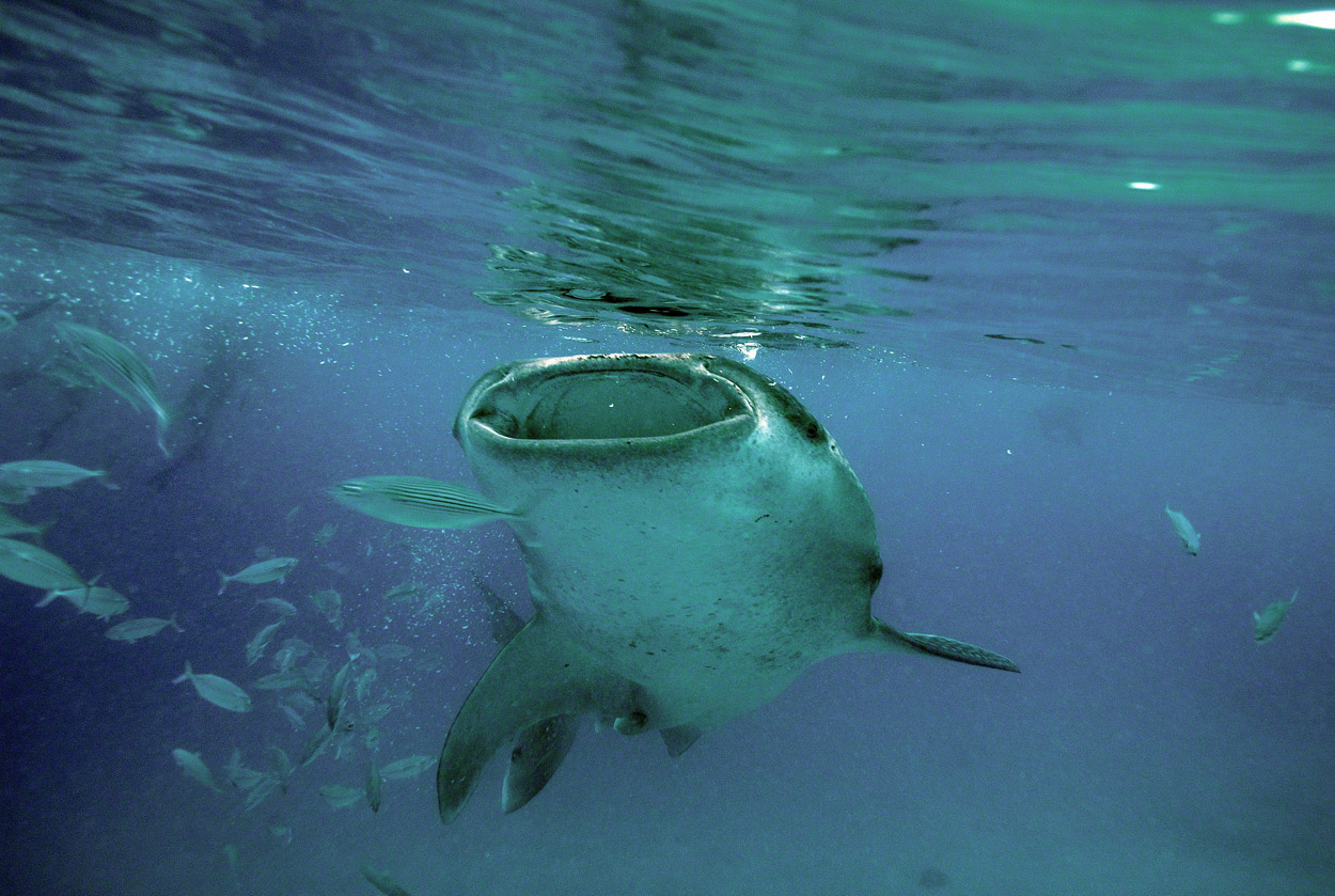 Whale-Shark-5.jpg