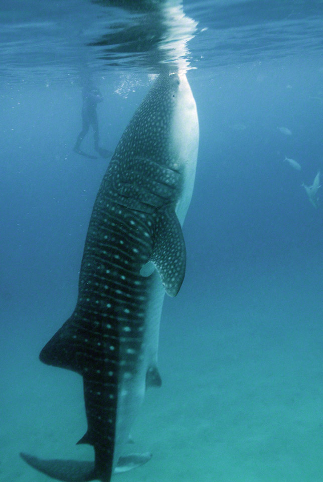 Whale-Shark-7.jpg