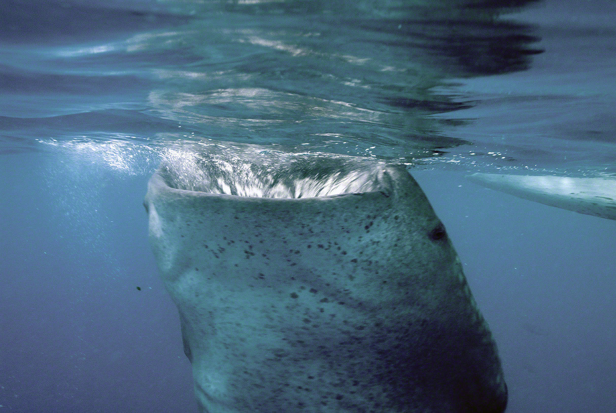 Whale-Shark-Feeding-1.jpg