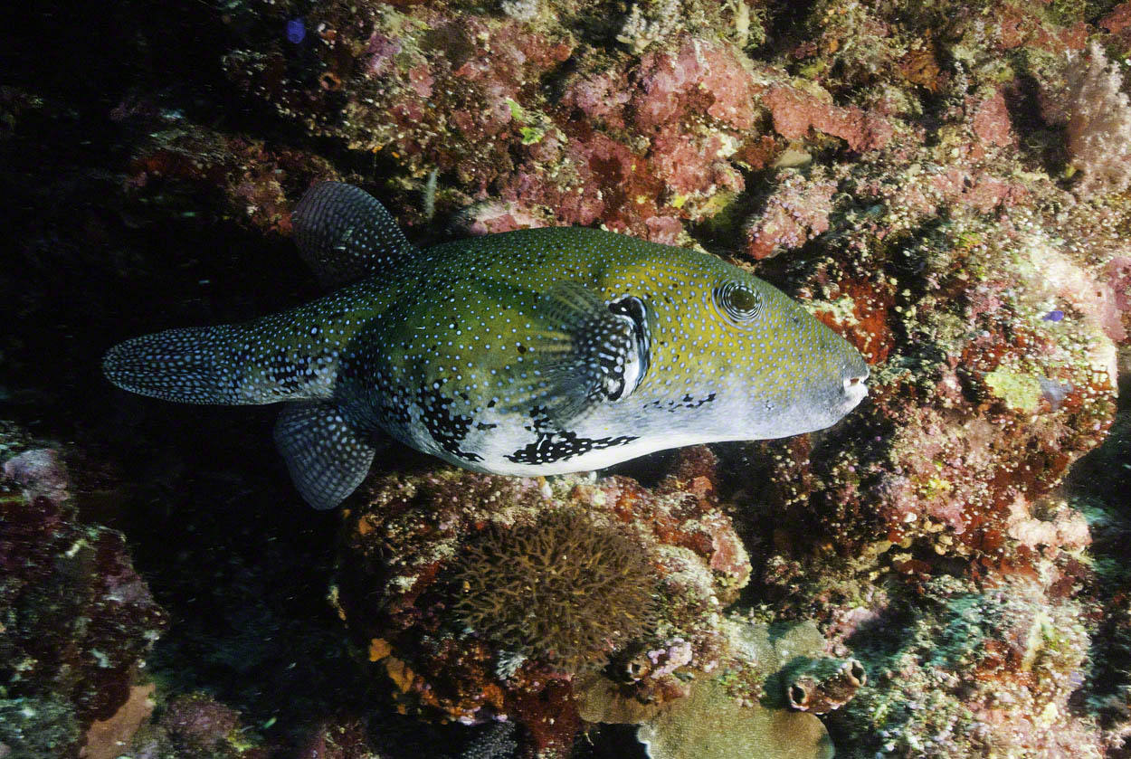 White-Spotted-Puffer.jpg