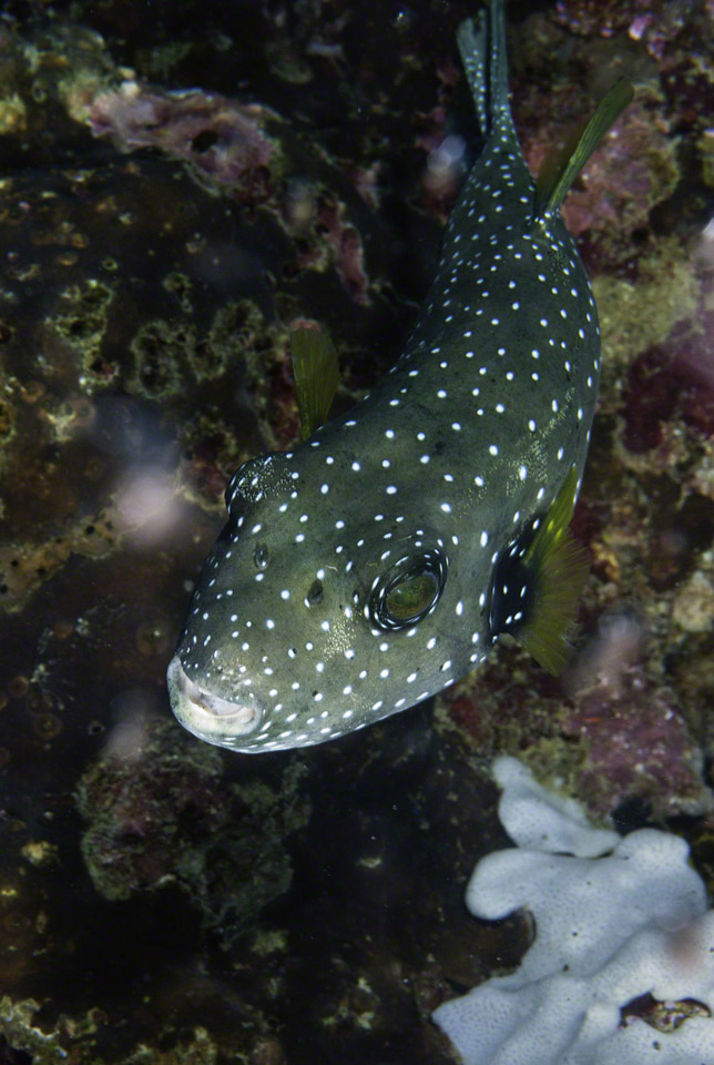 White-spotted-Pufferfish.jpg