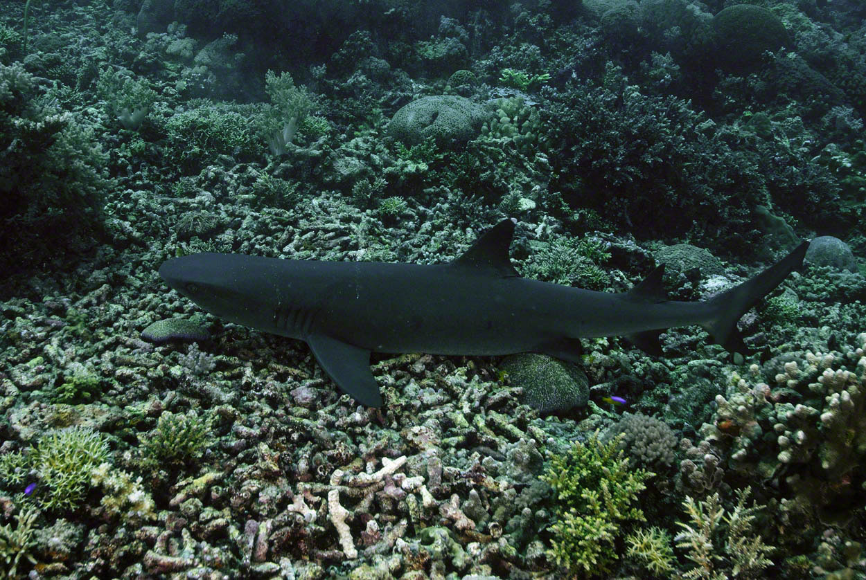 Whitetip-Reef-Shark.jpg