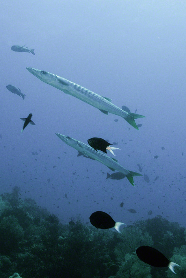 Yellowtail-Barracuda.jpg