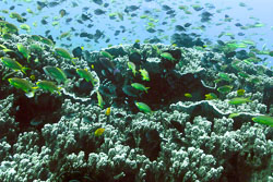 Coral-Vista-1.jpg