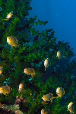Female-Threadfin-Anthias-in-hard-coral.jpg