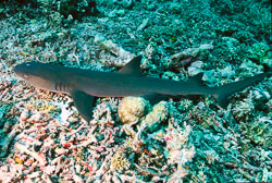 Whitetip-Reef-Shark-2.jpg
