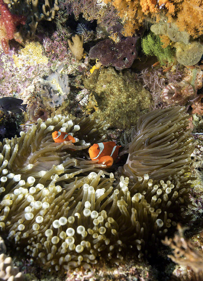 Anemone-with-Spinecheek-Anemonefish.jpg