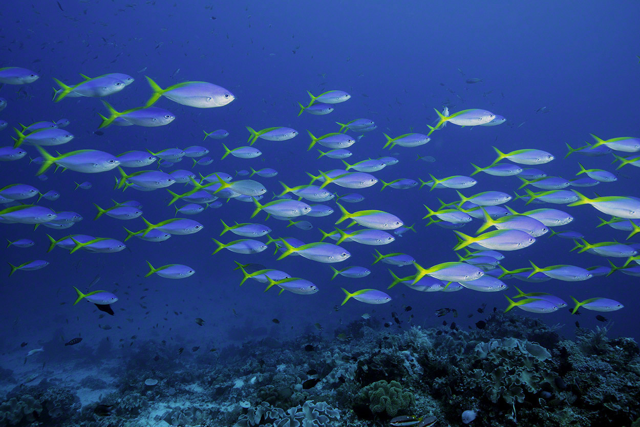 Blue-and-Yellow-Fusiliers.jpg