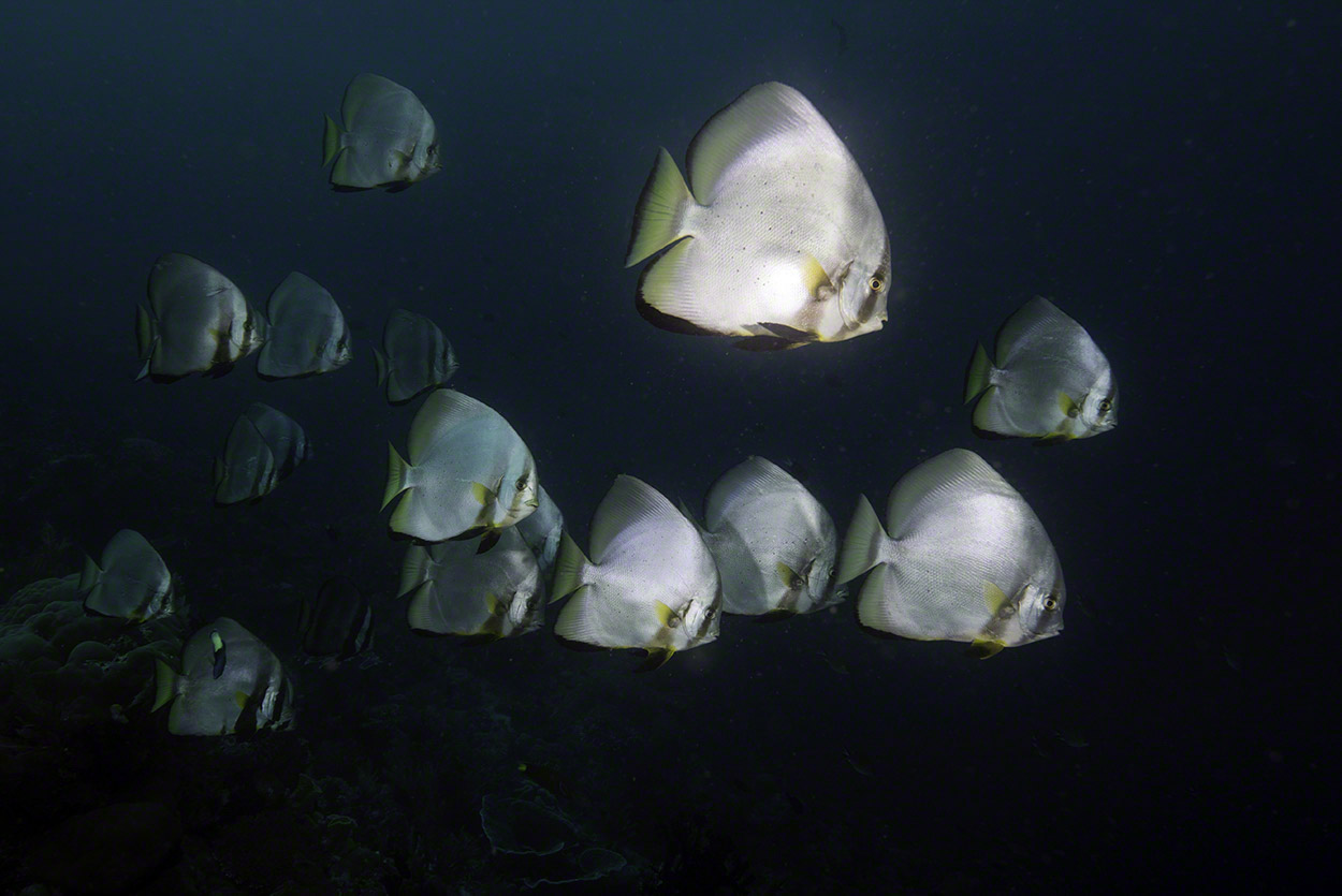 Circular-Spadefish-School.jpg