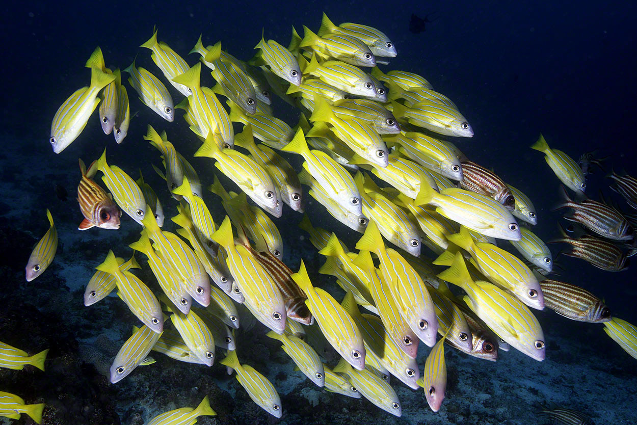 Five-lined-Snappers-and-Three-spot-Squirrelfish-1.jpg