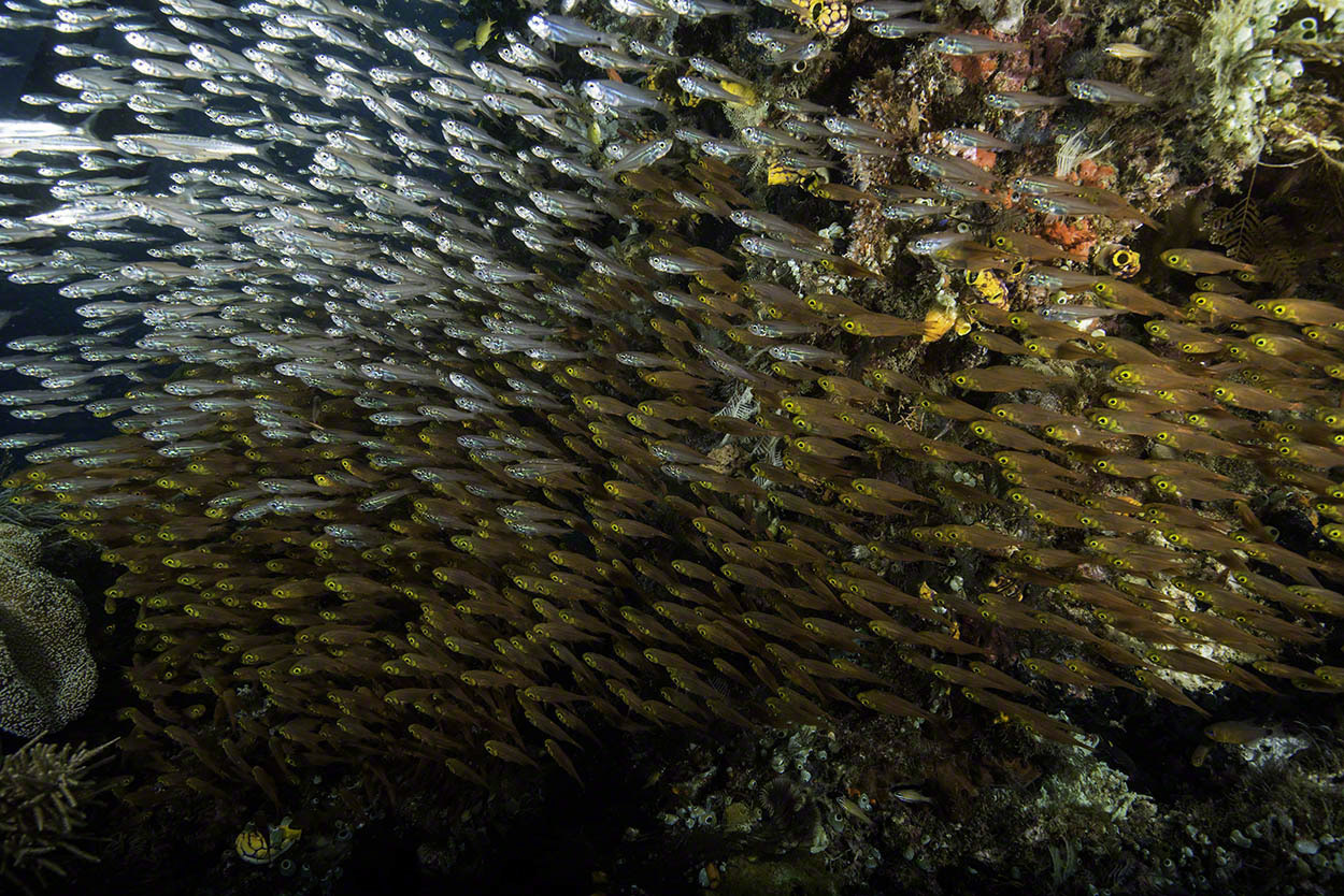 Golden-Sweepers-and-Robust-Silversides-at-Manta-Sandy.jpg