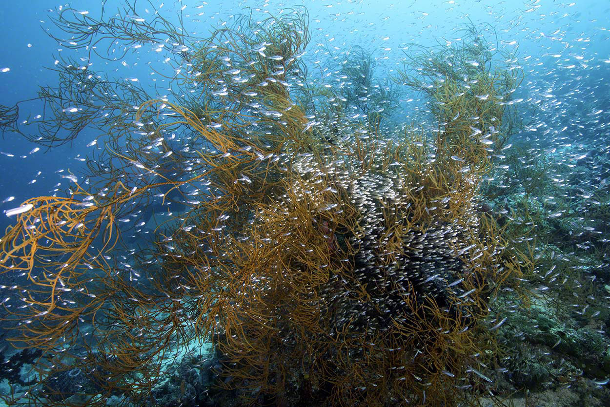 Gorgonia-and-Silversides.jpg