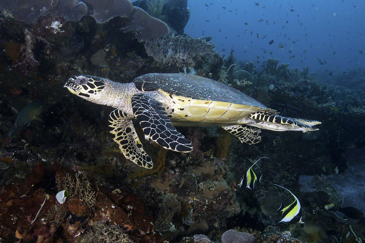 Hawksbill-Turtle-1.jpg