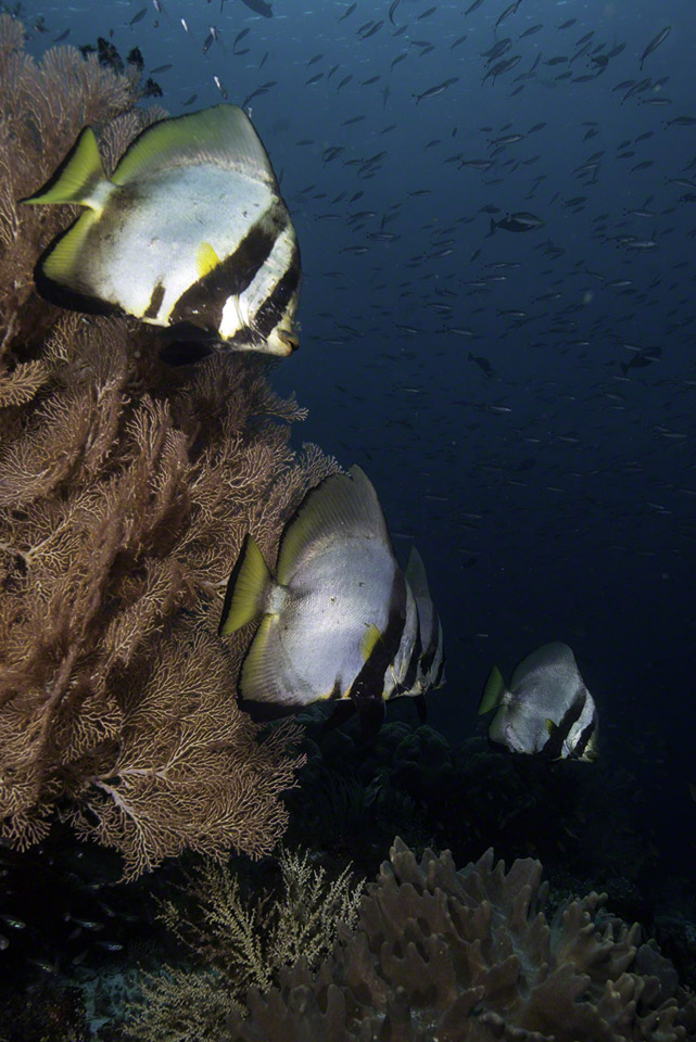 Longfin-Spadefish-4.jpg