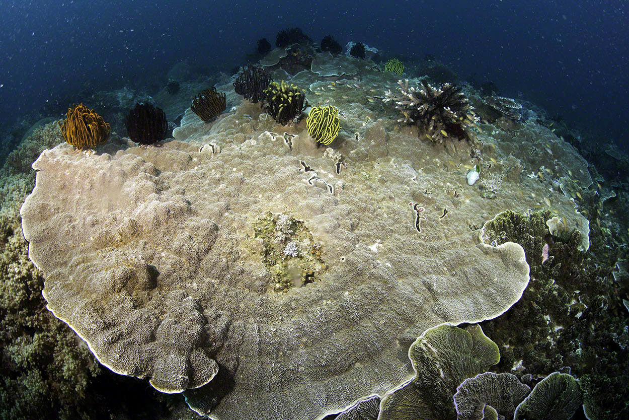 Plate-Coral-with-Crinoids.jpg