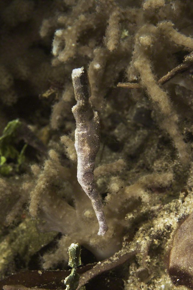 Robust-Ghost-Pipefish.jpg